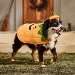 Frisco Pumpkin Dog & Cat Costume 18 Frisco Pumpkin Dog & Cat Costume -Frisco 144446 PT7. AC SS1800 V1567180408
