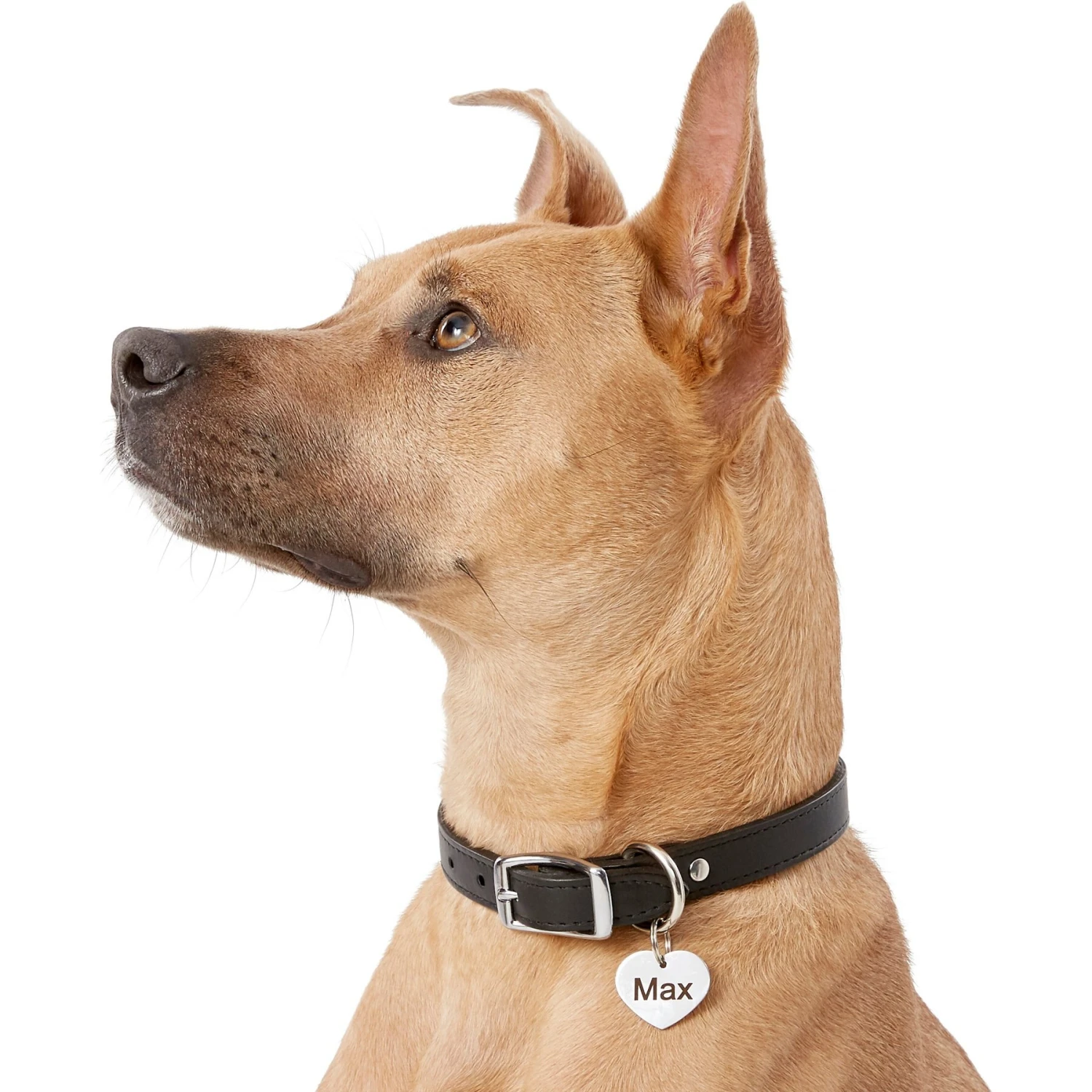 Frisco Personalized Dog & Cat ID Tag, Heart 8 Frisco Personalized Dog & Cat ID Tag, Heart - Image 6