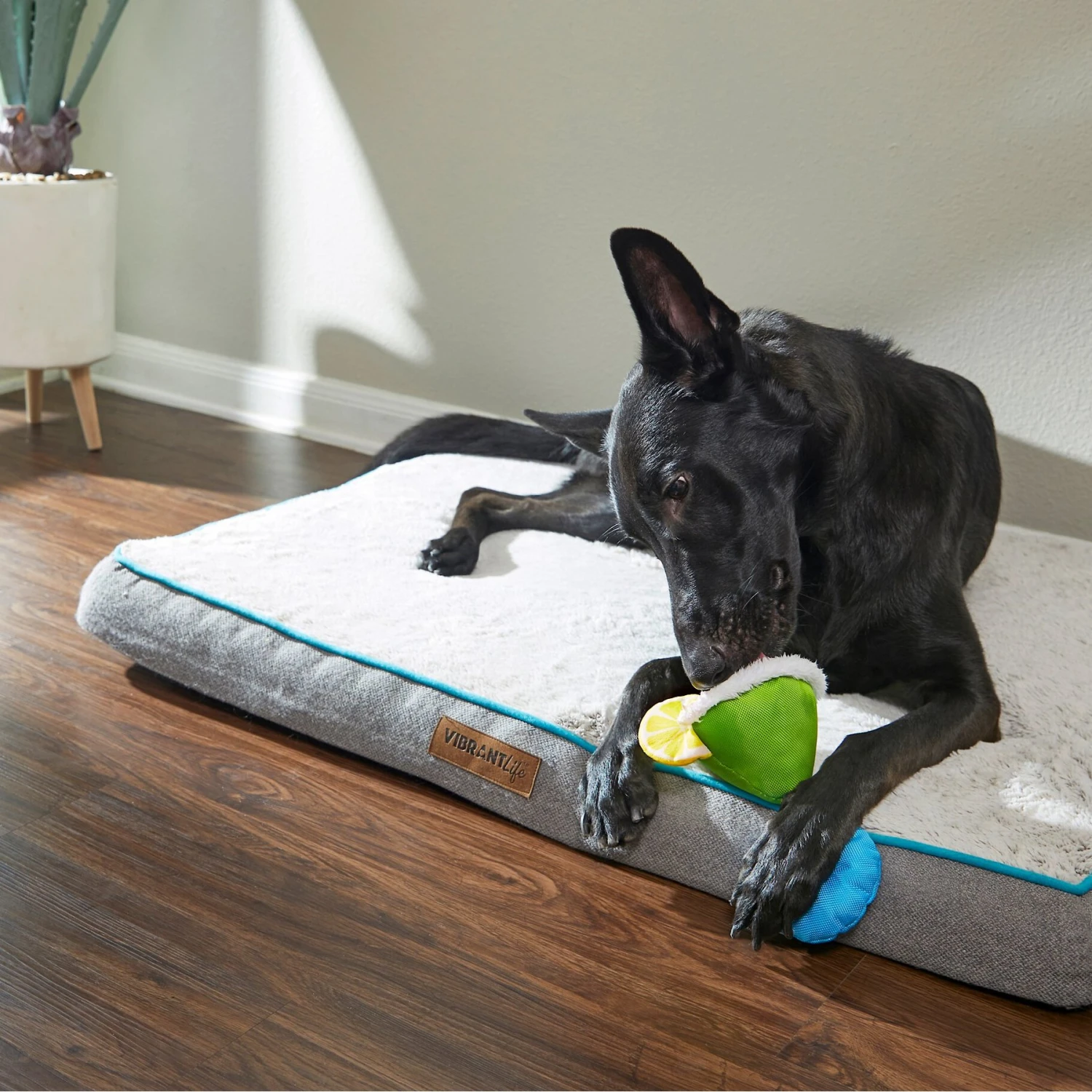 Frisco Summer Fun Margarita Plush & Rope Dog Toy 4 Frisco Summer Fun Margarita Plush & Rope Dog Toy - Image 2