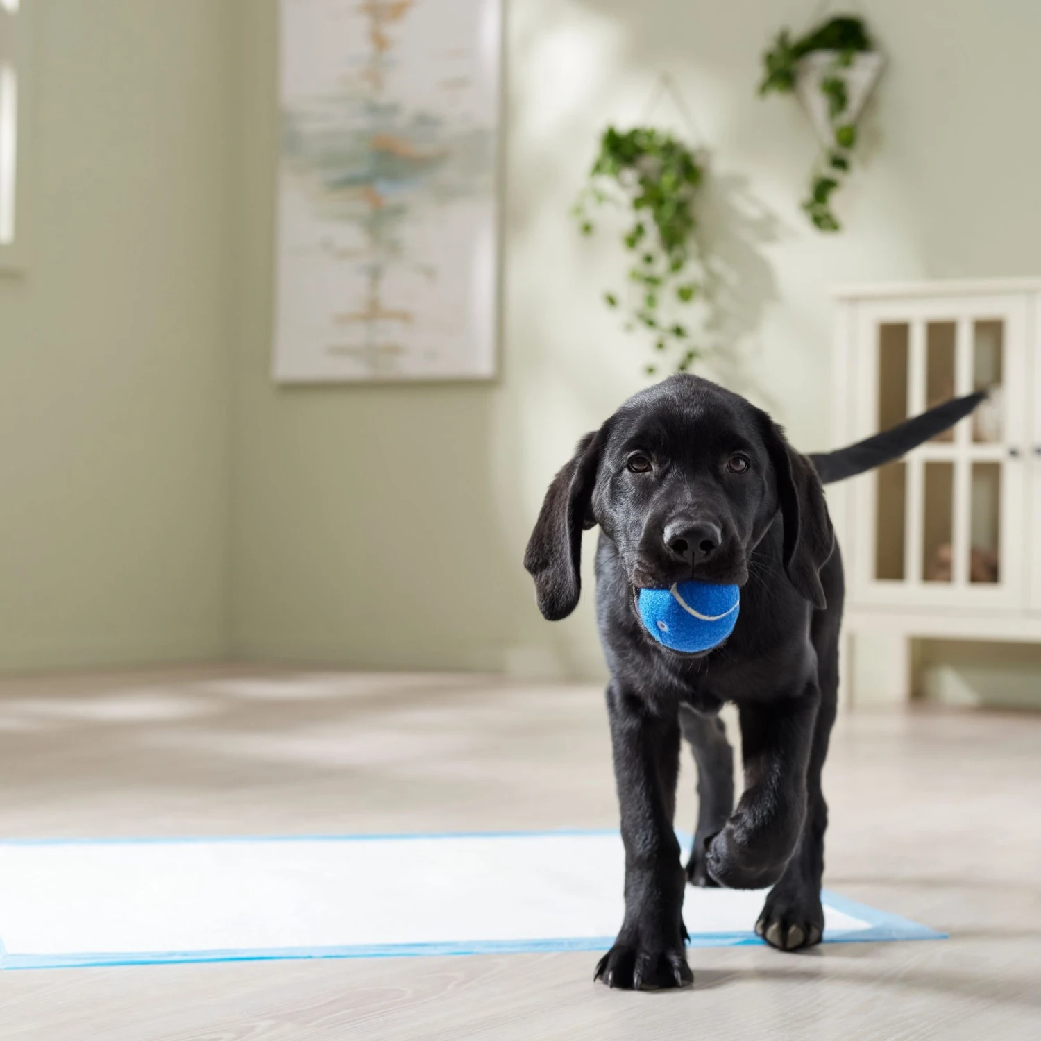 Frisco Premium Extra Large Printed Dog Training & Potty Pads 9 Frisco Premium Extra Large Printed Dog Training & Potty Pads - Image 7