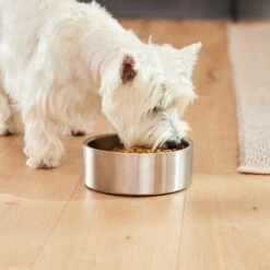 Frisco Insulated Non-Skid Flair Stainless Steel Dog & Cat Bowl 16 Frisco Insulated Non-Skid Flair Stainless Steel Dog & Cat Bowl -Frisco 261753 PT5. AC SS1800 V1623937469