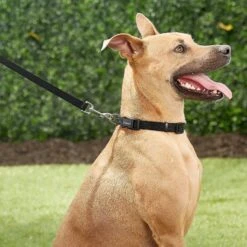 Frisco Solid Nylon Personalized Dog Leash 11 Frisco Solid Nylon Personalized Dog Leash -Frisco 270716 PT6. AC SS1800 V1628029678