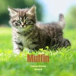 Frisco Personalized Basic Ceramic Photo Tile With Stand 7 Frisco Personalized Basic Ceramic Photo Tile With Stand -Frisco 271227 PT2. AC SS1800 V1619198223