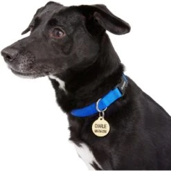 Frisco Brass Personalized Dog & Cat ID Tag, Round 11 Frisco Brass Personalized Dog & Cat ID Tag, Round -Frisco 296194 PT6. AC SS1800 V1628186507