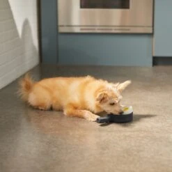 Frisco Brunch Breakfast Skillet Latex Squeaky Dog Toy, 2 Count 7 Frisco Brunch Breakfast Skillet Latex Squeaky Dog Toy, 2 Count -Frisco 297264 PT2. AC SS1800 V1642088320