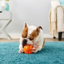 Frisco Fetch Squeaky TPR Ball Dog Toy & Bones & Chews Pig Ear Chews Dog Treats 10 Frisco Fetch Squeaky TPR Ball Dog Toy & Bones & Chews Pig Ear Chews Dog Treats -Frisco 297964 PT3. AC SS1800 V1623252759