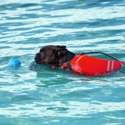 Frisco Active Dog Life Jacket & Frisco Foam Rubber Floating Fetch Ball No Squeak Dog Toy 19 Frisco Active Dog Life Jacket & Frisco Foam Rubber Floating Fetch Ball No Squeak Dog Toy -Frisco 303364 PT8. AC SS1800 V1623163654