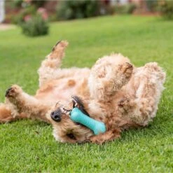 Frisco Fetch Squeaking Colorful Tennis Ball Dog Toy & Playology Scented Dual Layer Bone Dog Toy 17 Frisco Fetch Squeaking Colorful Tennis Ball Dog Toy & Playology Scented Dual Layer Bone Dog Toy -Frisco 319022 PT6. AC SS1800 V1630561003