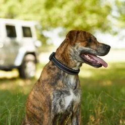 Frisco Outdoor Premium Ripstop Nylon Dog Harness With Pocket & Frisco Outdoor Nylon Reflective Comfort Padded Dog Collar 19 Frisco Outdoor Premium Ripstop Nylon Dog Harness With Pocket & Frisco Outdoor Nylon Reflective Comfort Padded Dog Collar -Frisco 319304 PT8. AC SS1800 V1631147478