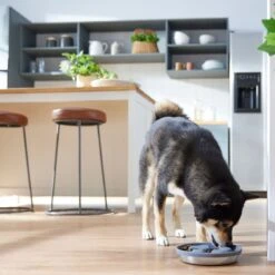 Frisco Silicone Stainless Paw Steel Slow Feeder Dog & Cat Bowl 11 Frisco Silicone Stainless Paw Steel Slow Feeder Dog & Cat Bowl -Frisco 331528 PT2. AC SS1800 V1657656874