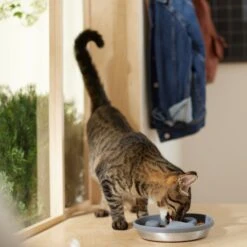 Frisco Silicone Stainless Paw Steel Slow Feeder Dog & Cat Bowl 12 Frisco Silicone Stainless Paw Steel Slow Feeder Dog & Cat Bowl -Frisco 331528 PT3. AC SS1800 V1657656874