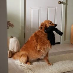 Frisco Halloween Crow Plush Squeaky Dog Toy 9 Frisco Halloween Crow Plush Squeaky Dog Toy -Frisco 344156 PT3. AC SS1800 V1657657048