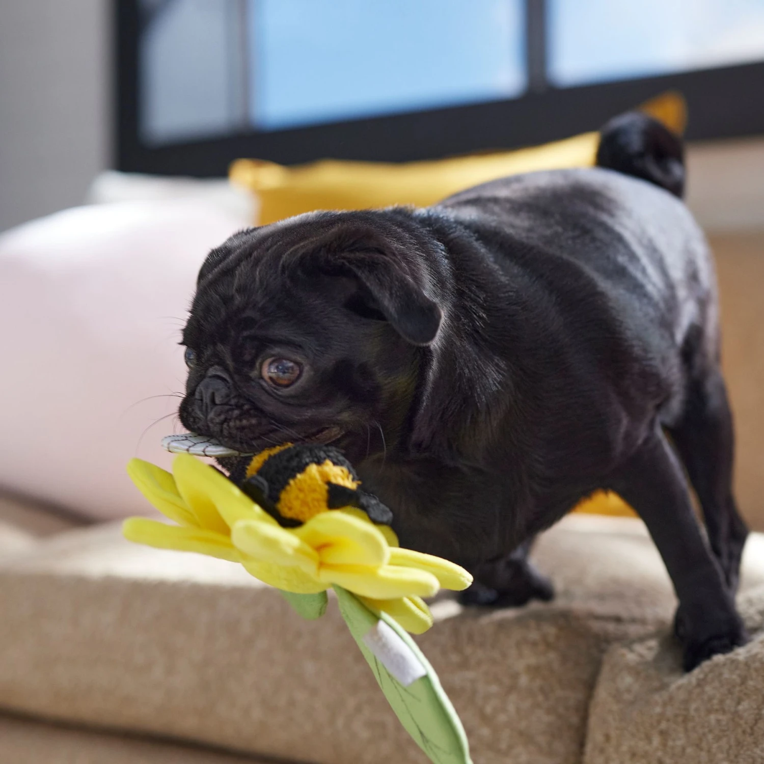 Frisco Spring Sunflower Plush Squeaky Dog Toy 6 Frisco Spring Sunflower Plush Squeaky Dog Toy - Image 4