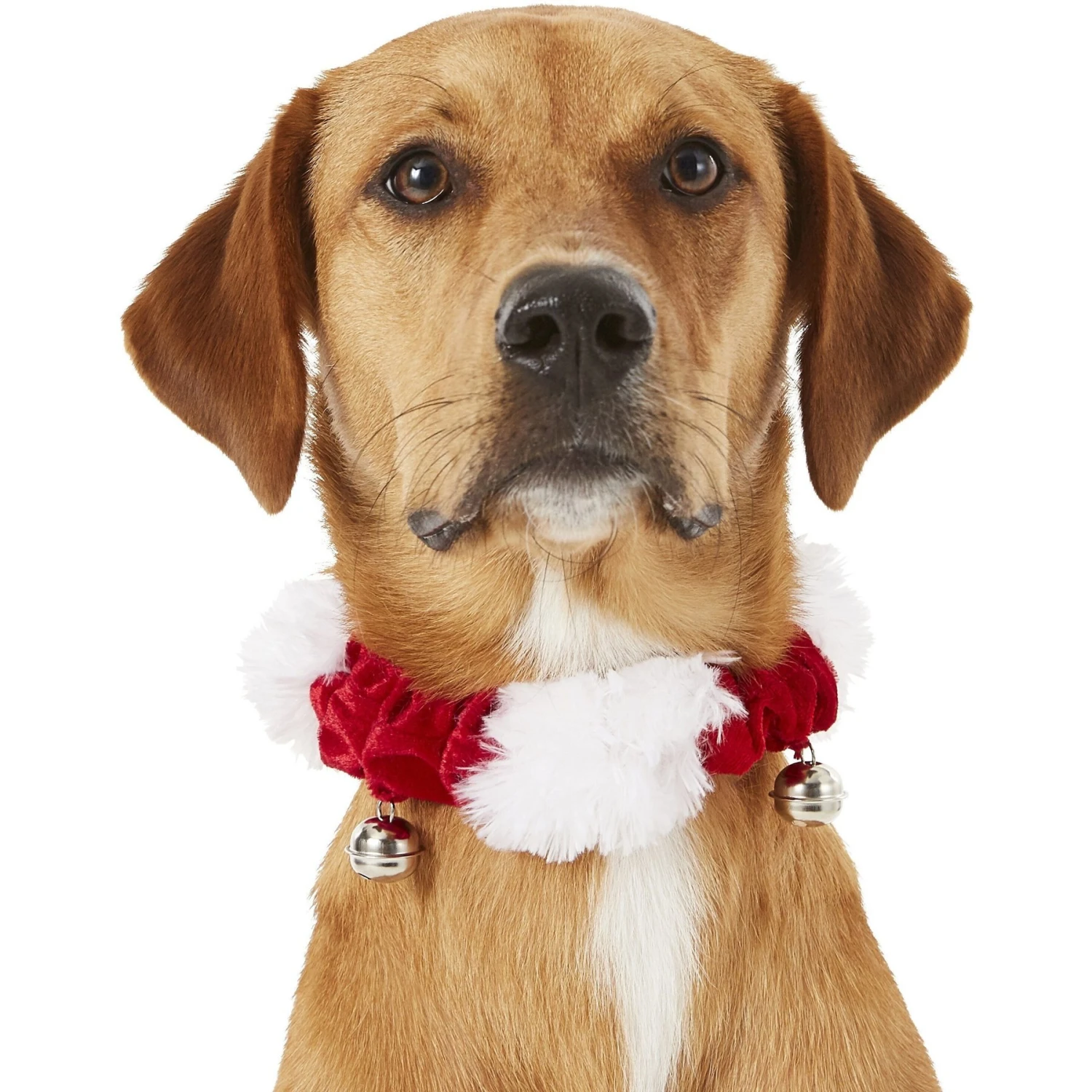 Frisco Jingle Bells Dog & Cat Holiday Collar With Bells, 1 Count & Frisco Holiday Antler Headband & Bell Collar Dog & Cat Costume 6 Frisco Jingle Bells Dog & Cat Holiday Collar With Bells, 1 Count & Frisco Holiday Antler Headband & Bell Collar Dog & Cat Costume - Image 4